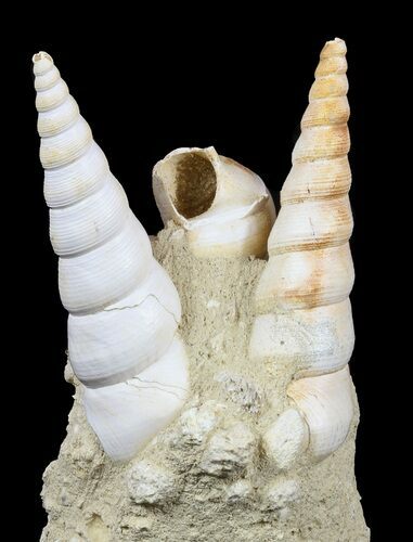 Fossil Gastropod (Haustator) Cluster - Damery, France #56374